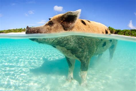 Best Way to See the Swimming Pigs from Nassau –。